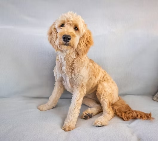 Why Are Mini Goldendoodles the Most Loved Family Dogs Today?
